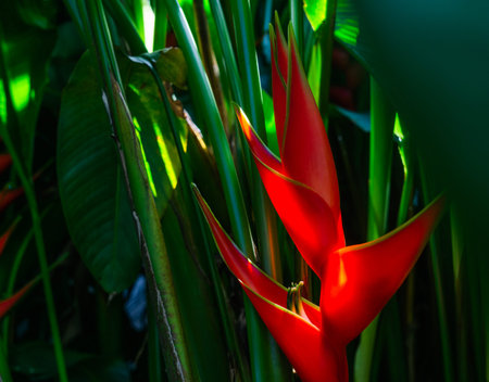 Heliconia bihai (Red palulu) flower. Beautiful Tropical flowers Heliconia flower blooming green...