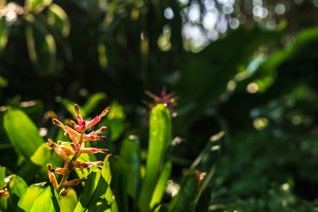 Close up of Bromeliad flower in the morning sun light.