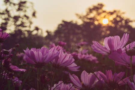 Blooming pink cosmos on field in sunset timeの写真素材