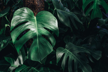 Monstera deliciosa or Mexican breadfruit or Swiss cheese plant decorated in tropical garden....