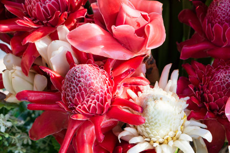 Tropical flower red and white torch ginger (Etlingera elatior or zingiberaceae). Top view beautiful...