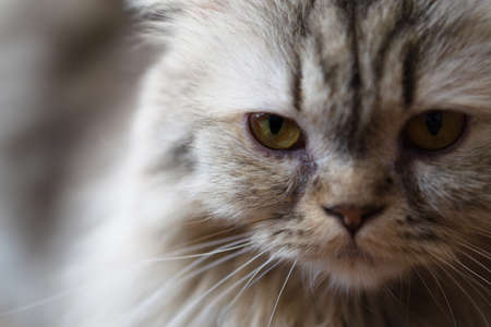 Close up portrait a cat. Selective focus at cat's eye.の写真素材