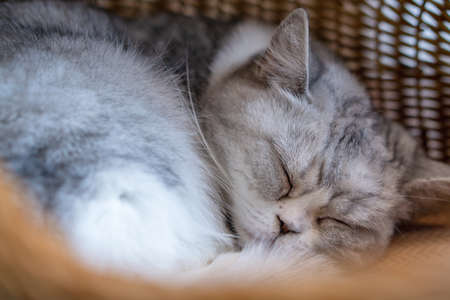 Tired gray cat sleeping in wicker basketの写真素材