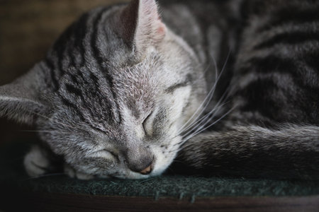 An adorable beautiful tabby cat sleeping  - Selective focus