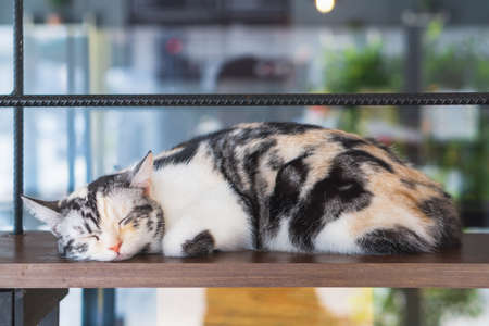 Close up portrait shot of black, brown and white sleeping cat. Adorable kitten sleeping, Selective Focus.の写真素材