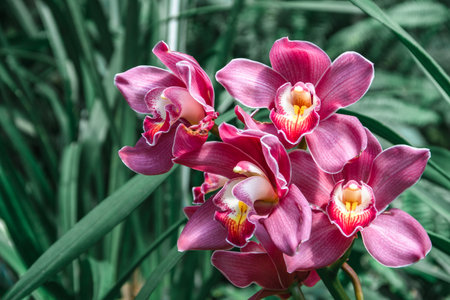 Beautiful Blooming pretty purple pink ground orchid, vivid flower nature background.の写真素材