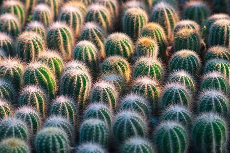 Beautiful many vibrant green small cactus pattern texture for background or wallpaper. Glow cactus...