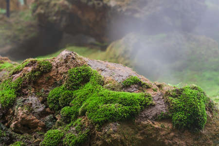 Close up macro shot of beautiful healthy greenmoss growing up on rock with mist in background. Green nature wallpaper background.の写真素材