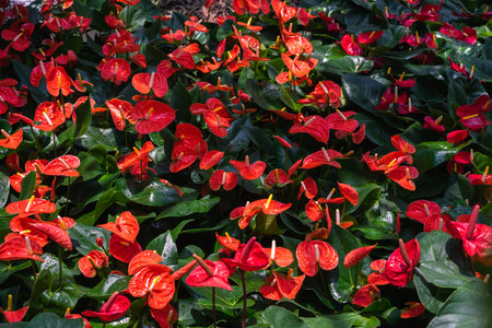 Red anthurium flowes ( tailflower, flamingo flower, laceleaf ) with green leaves. Beautiful vibrant...