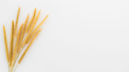 yellow reeds of grass plant on white background with copy space
