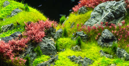 Beautiful tropical aqua scape, Nature Aquarium green plant an tropical colorful fish in aquarium fish tank.の写真素材