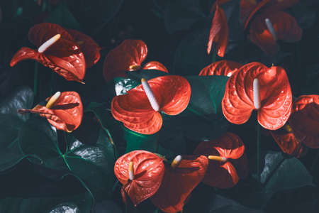 Red anthurium flowes ( tailflower, flamingo flower, laceleaf ) blooming in the garden. Abstract tropical beautiful flower and green leaves summer background.の写真素材
