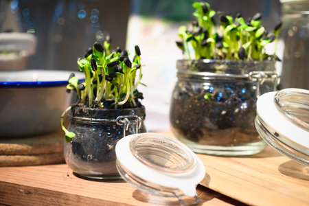 Micro greens or sprouts of raw live sprouting vegetables in glass jar home gardening. Sprouting Microgreens at home. Vegan and healthy eating concept.の写真素材
