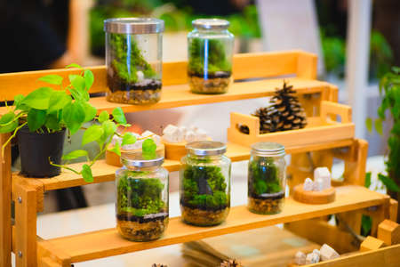 Bottle garden decoration at homeの写真素材