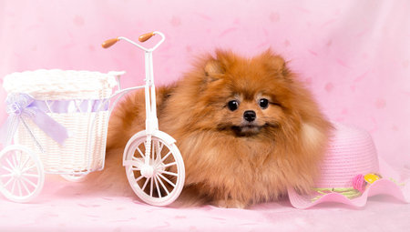 Dark red Dog on a pink background  looking at the cameraの写真素材