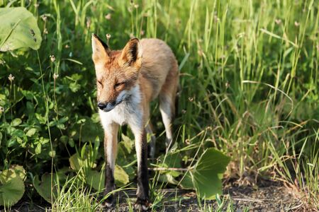 Red fox walks over white snow wintertimeの写真素材