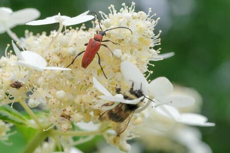 Colorful, beautiful, delicate flower in the garden, plant summer dayの写真素材