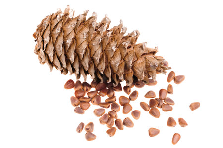 cedar pine cone nut on a white background