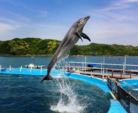 Dolphin diving poolの写真素材