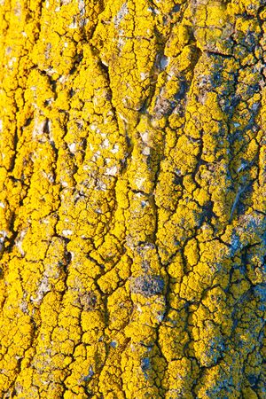 Wood Bark Pattern and Green Mossの写真素材