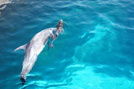 Dolphin diving jump pool blue water seaの写真素材