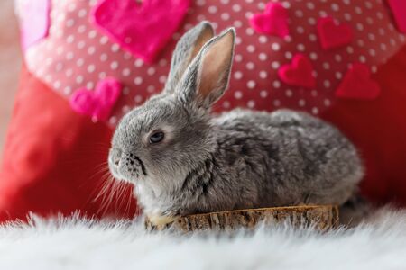 baby rabbit animal in hat furry rodent ears wool jumperの写真素材