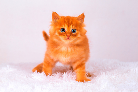 Small Maine Coon kitten, isolated on white backgroundの写真素材