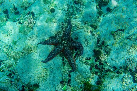 the octopus lives under water among corals and sea urchins hunts for fishの写真素材