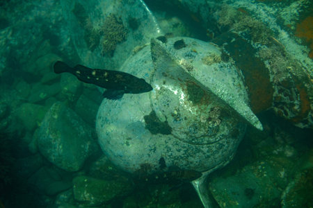 The sunken ship lies on the ocean floor, the vessel propeller is protected by fish and sea urchins.