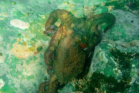 the octopus lives under water among corals and sea urchins hunts for fishの写真素材