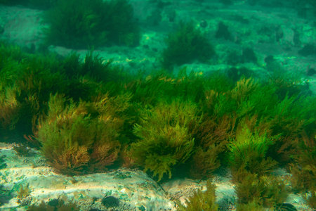 the octopus lives under water among corals and sea urchins hunts for fish