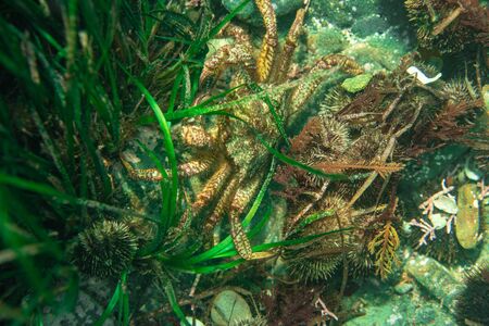 the octopus lives under water among corals and sea urchins hunts for fishの写真素材