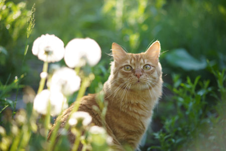 A beautiful thoroughbred red cat walks on the lawn, eats grass, sits, looks at the camera.の写真素材