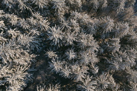 The frozen trees at the top of the mountain are covered with white snow. On a frosty sunny December...
