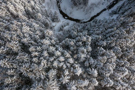 The frozen trees at the top of the mountain are covered with white snow. On a frosty sunny December day, spruce trees stand in the forest covered with white snow, wrapped in a blanket of winter.の写真素材
