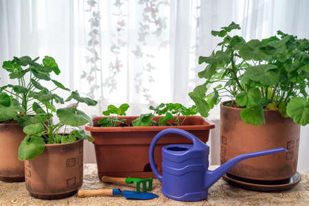 Education, master classes and floristry courses. European flower shop concept. Florist woman repotting fielding caring creates a beautiful planter of pilargonium flowers background.の写真素材