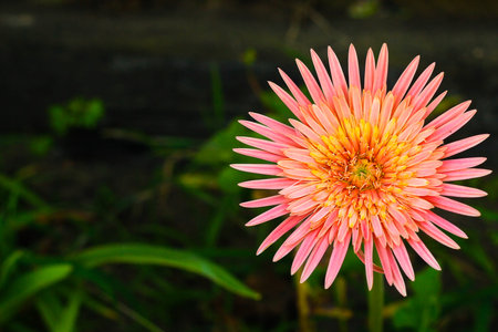 Gerbera colourful flower in garden