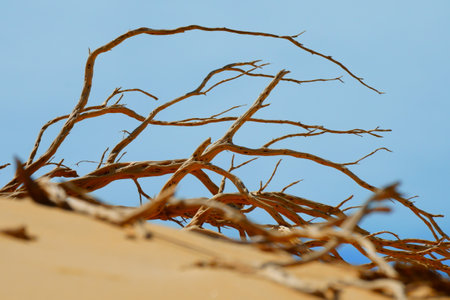 Dry branches of a tree in the desert like dunes of Darby Beach against the blue sky at Wilsons Promontoryの写真素材