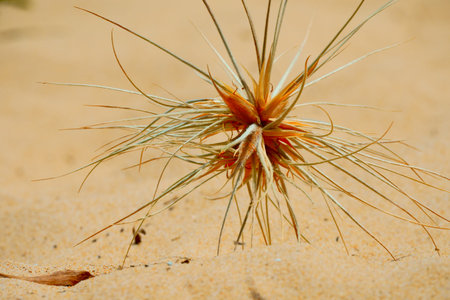 closeup of a desert plant in the sand on a sunny day