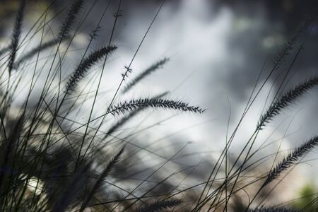 Dreamy Cattails, a type a fountain grass in natureの写真素材