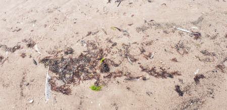 Sand of the baltic sea beachの写真素材