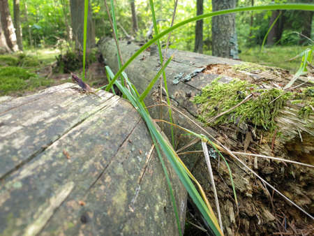 Composition of fallen tree on ground in forrest during summer. Closeup of fallen forrest tree