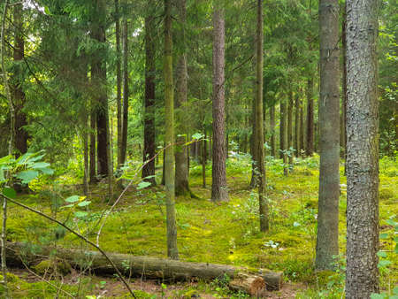 Inside view of the forrest during summer with trees, grass and leafs.の写真素材
