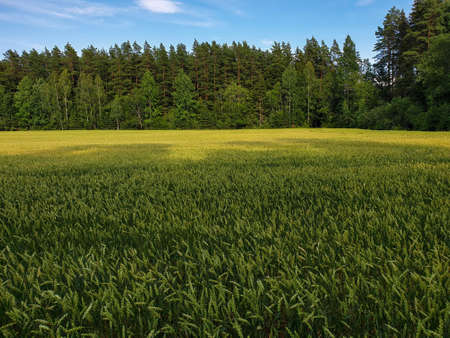 Landscape of green wheat fields near forest during summer. Crops field with sky and cloudsの写真素材