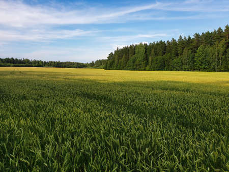 Landscape of green wheat fields near forest during summer. Crops field with sky and clouds