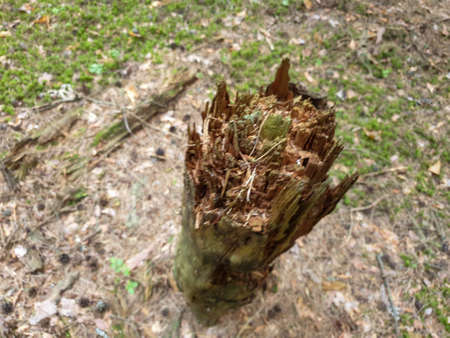 Tree trunk texture in forrest during summer. Closeup of tree background. Wooden