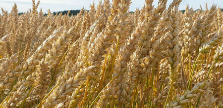 Closeup of Golden brown wheat field crops in countryside near forrest during summer. Agriculture.の写真素材