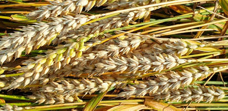 Closeup of Golden brown wheat field crops in countryside near forrest during summer. Agriculture.の写真素材
