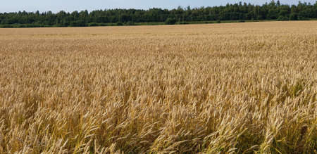 Closeup of Golden brown wheat field crops in countryside near forrest during summer. Agriculture.の写真素材