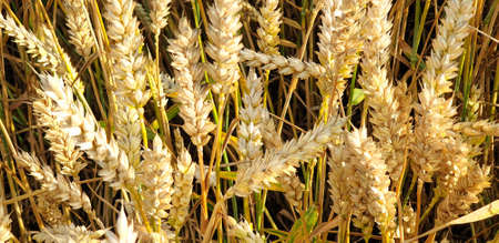 Closeup of Golden brown wheat field crops in countryside near forrest during summer. Agriculture.の写真素材